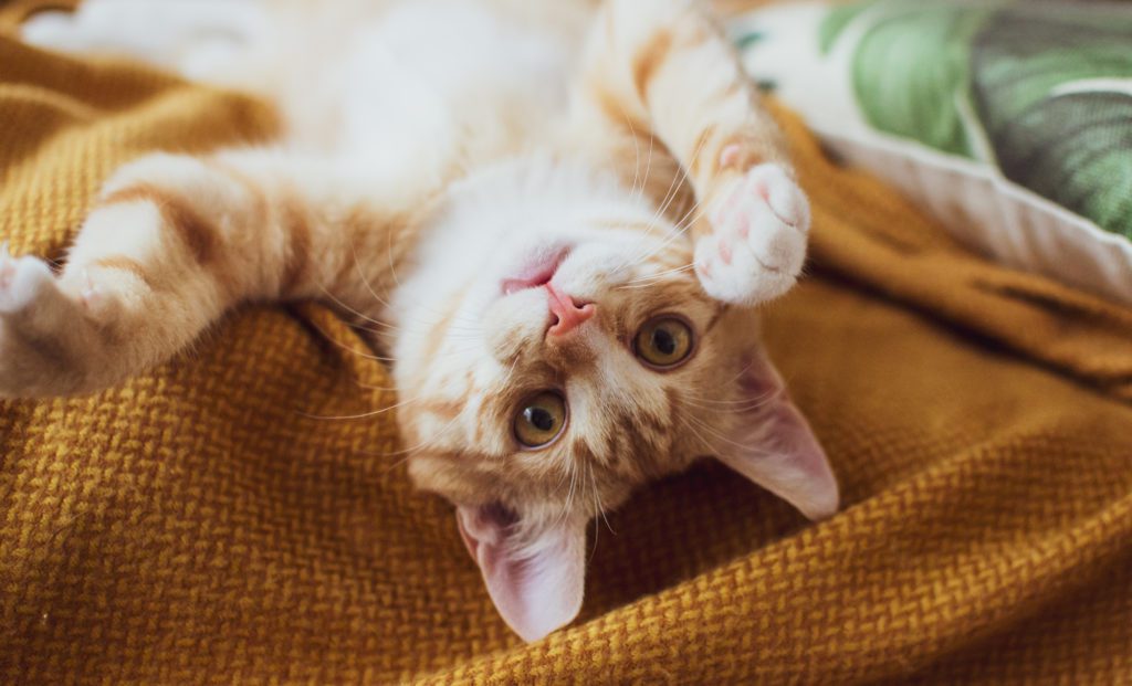 orange tabby kitten laying on back with paws in the air