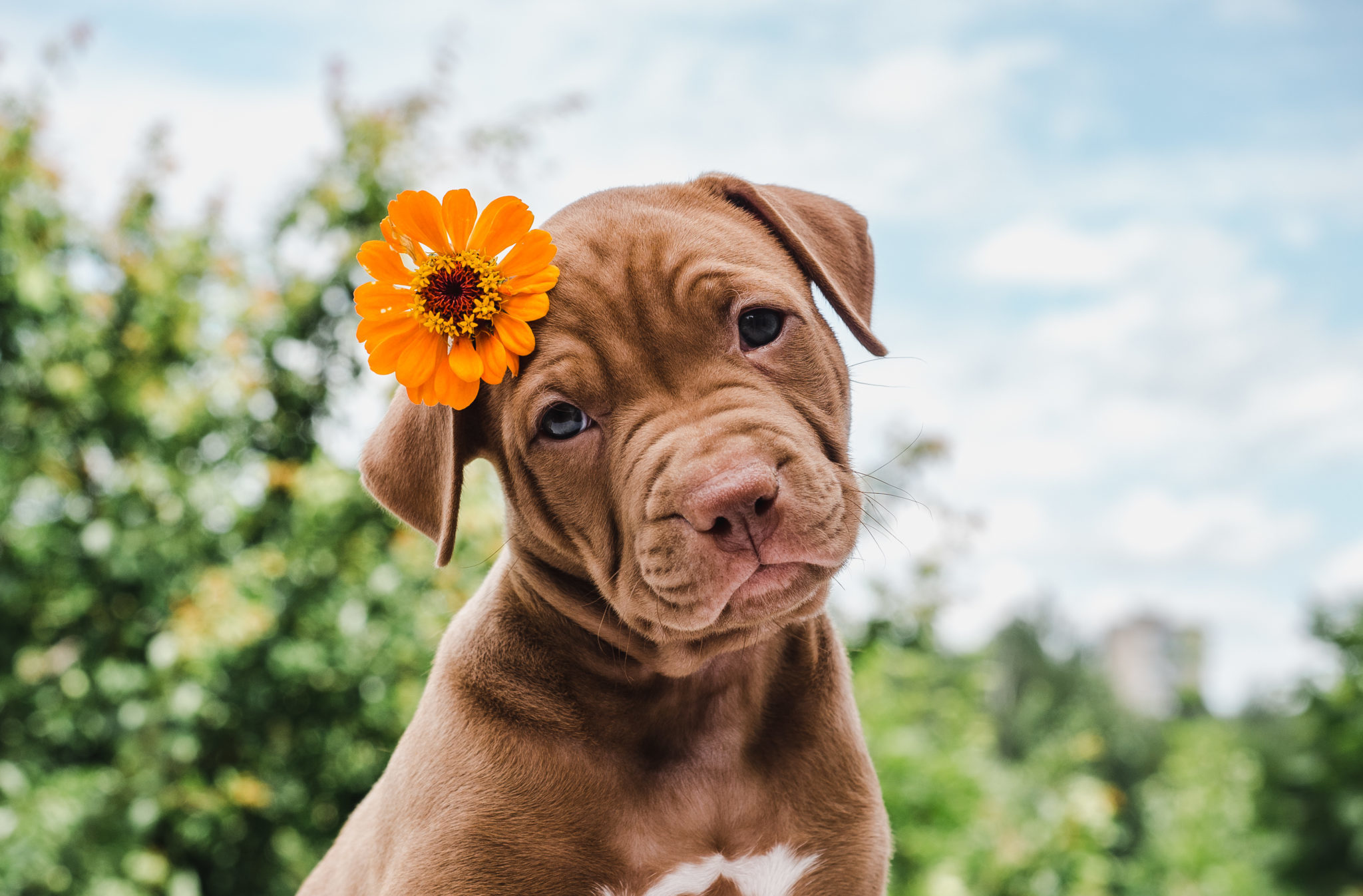 Adorable Pit Bull puppy with an orange flower in its ear