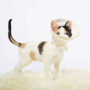 Donate to Berkeley Humane