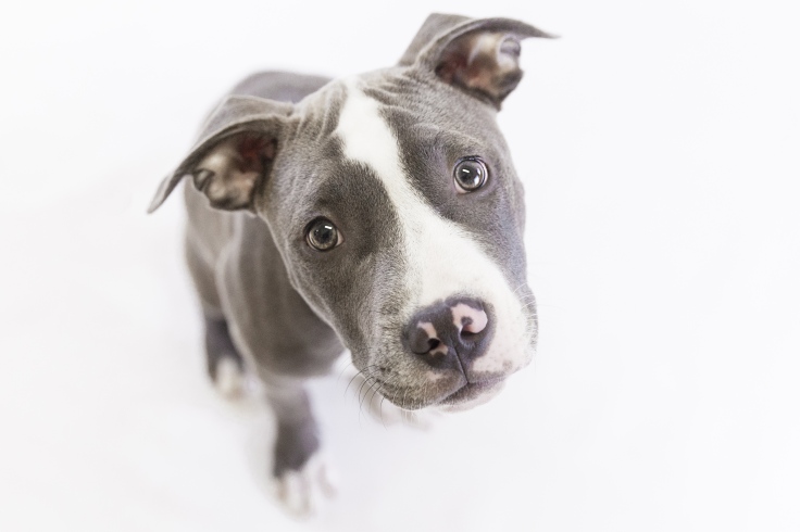 Photo of Blue dog sweetly looking into camera