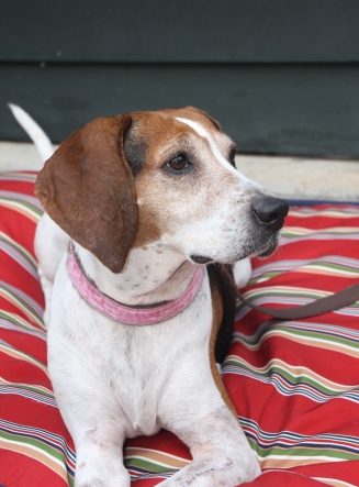 Photo of Claire dog laying in red dog bed