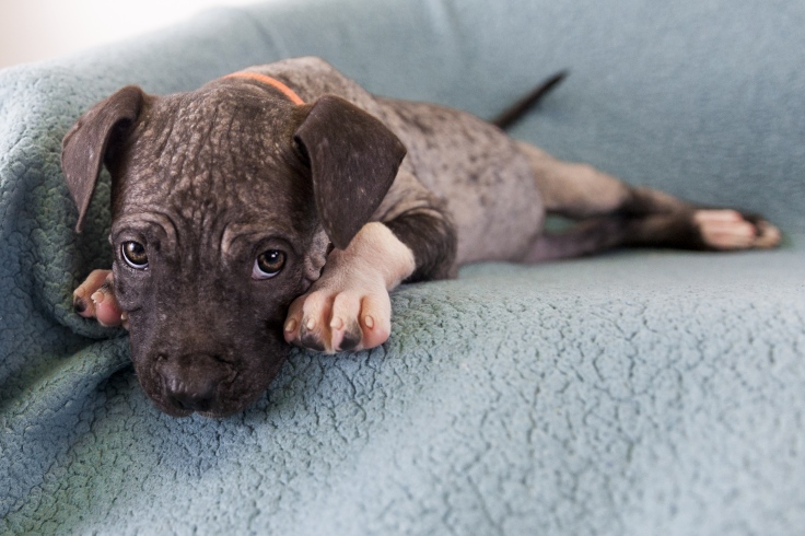 Photo of mange puppy