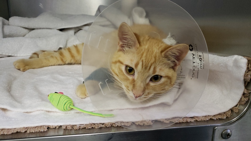 Photo of Tagalong kitten wearing medical cone, laying next to mouse toy