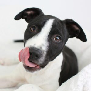 Donate to Berkeley Humane