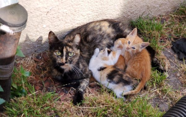 momma cat and kittens