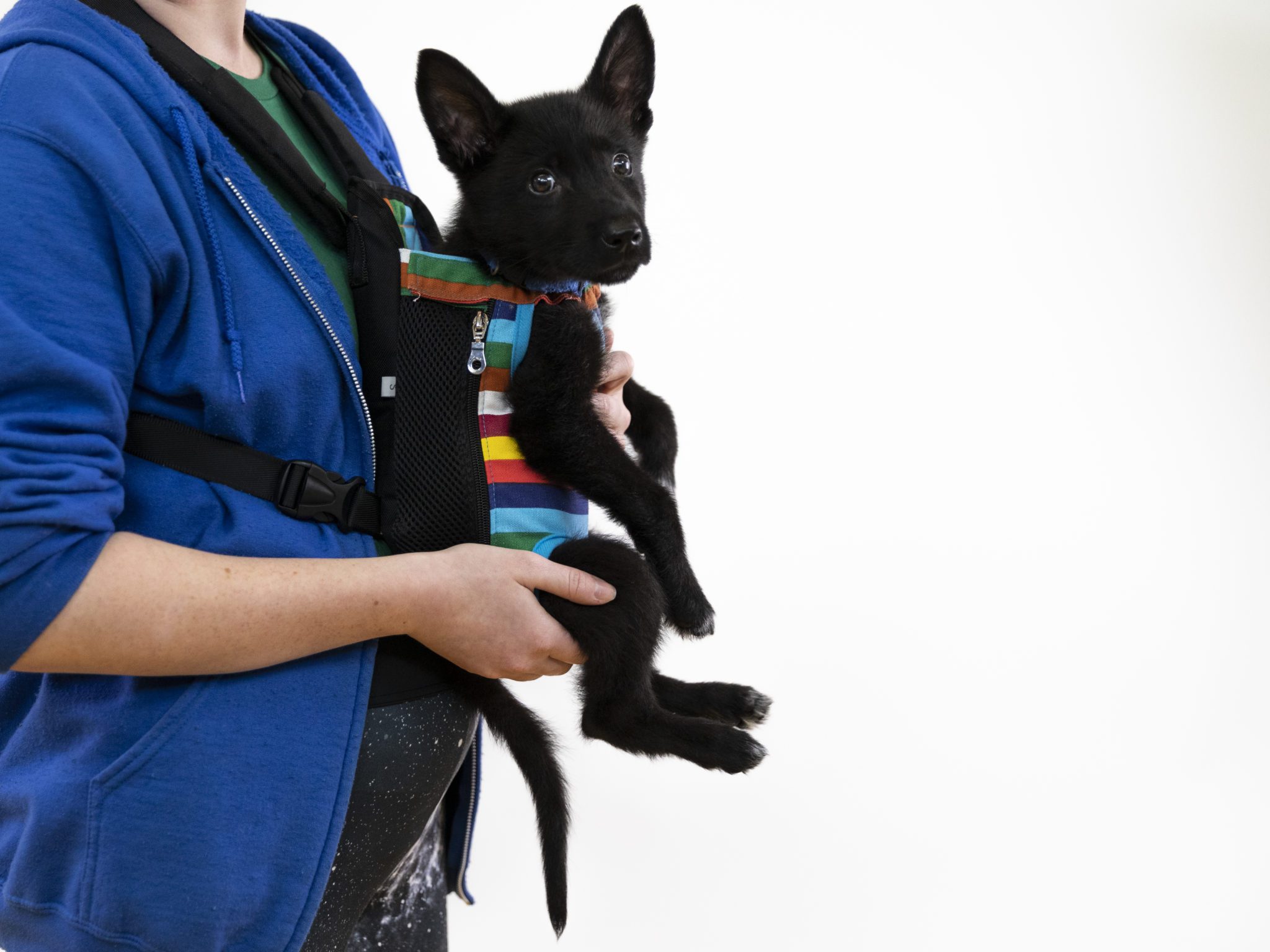 Iggy, A Medical Mystery Berkeley Humane