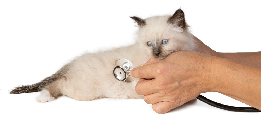 Siamese kitten getting their heart beat check with a stethoscope.