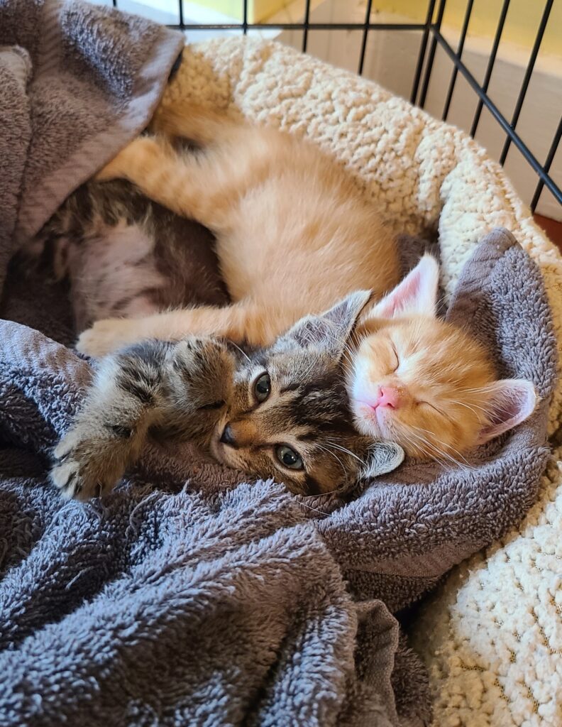 An orange tabby kitten and brown tabby kitten cuddle together for a nap in a cat bed.