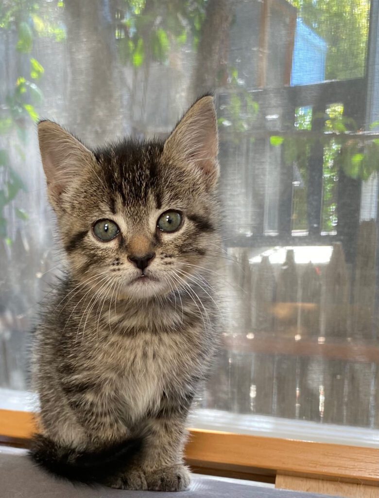 Brown tabby kitten sits by a window in their foster home.