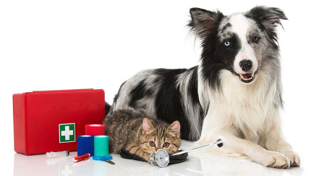 An Australian Shepherd mix and brown tabby laying down next to a first aid kit