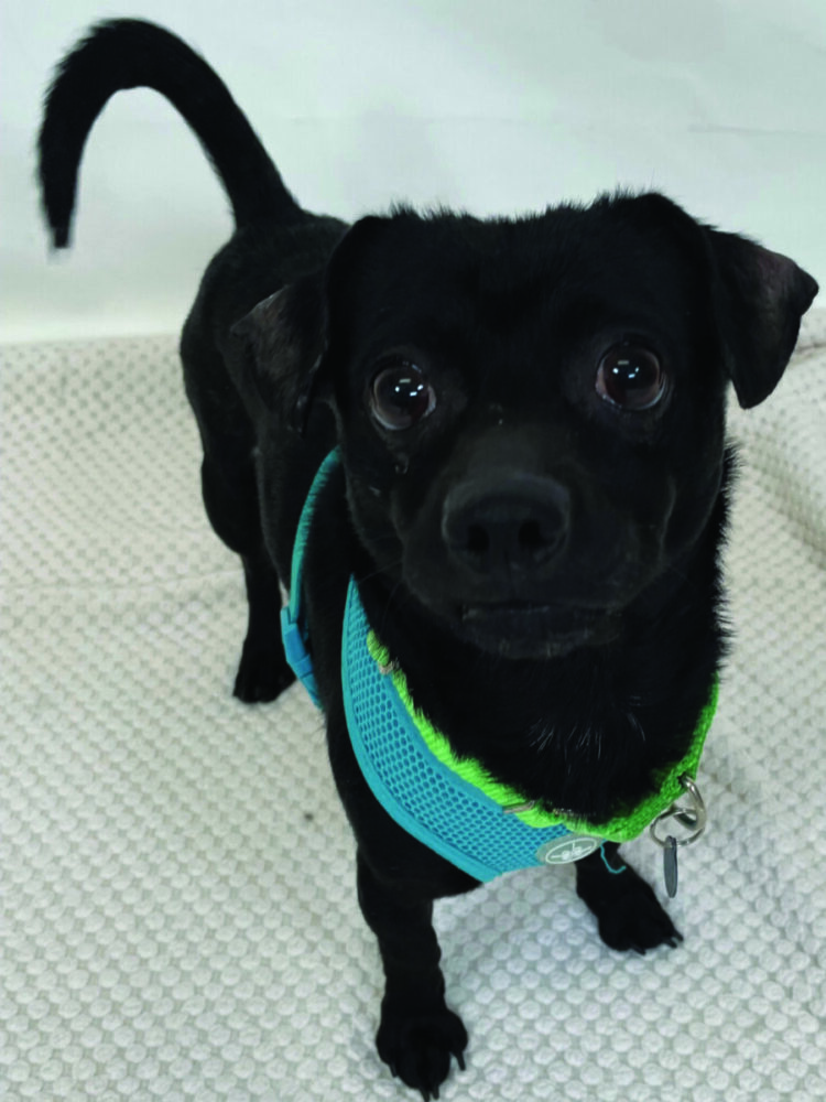 Small black dog with blue harness