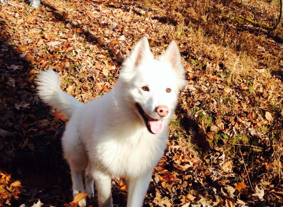 White husky, Samoyed dog smiling while walking an fallen autumn leaves.