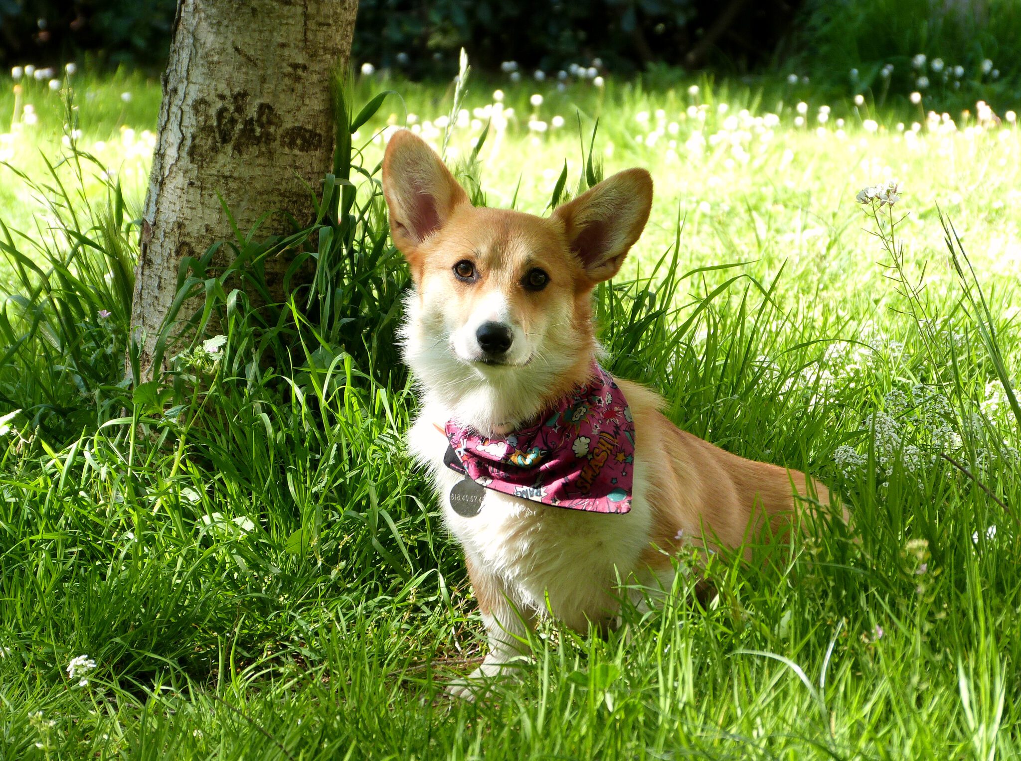 Corgi dog with a pink scarf sitting in a pasture of grass next to a tree.