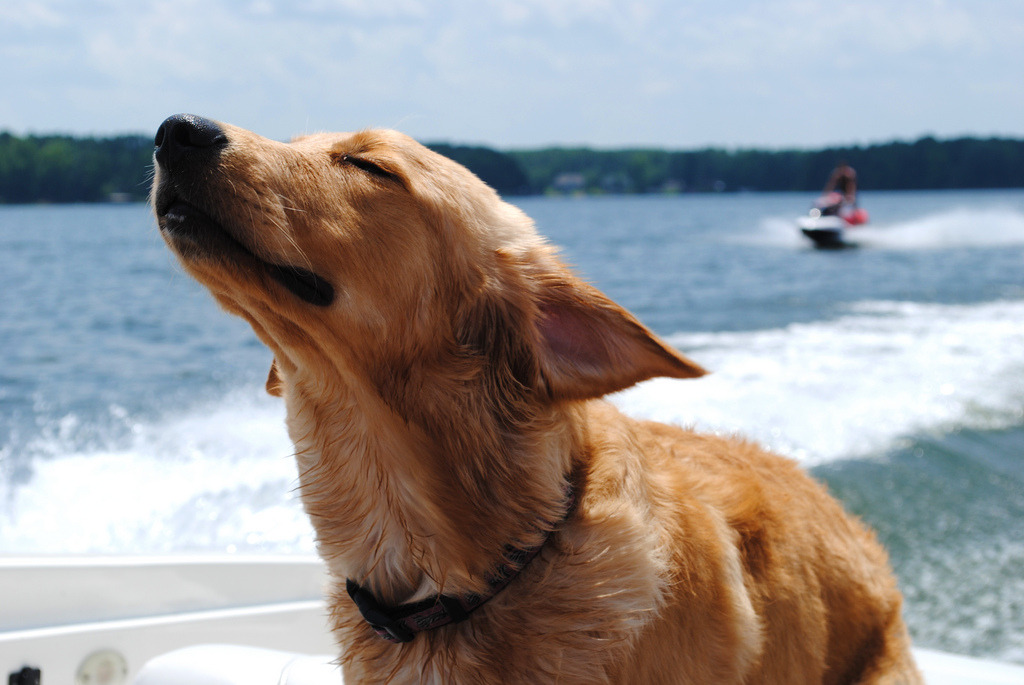 Red retriever dog, eyes closed, enjoying the breeze on a boat on a lake.