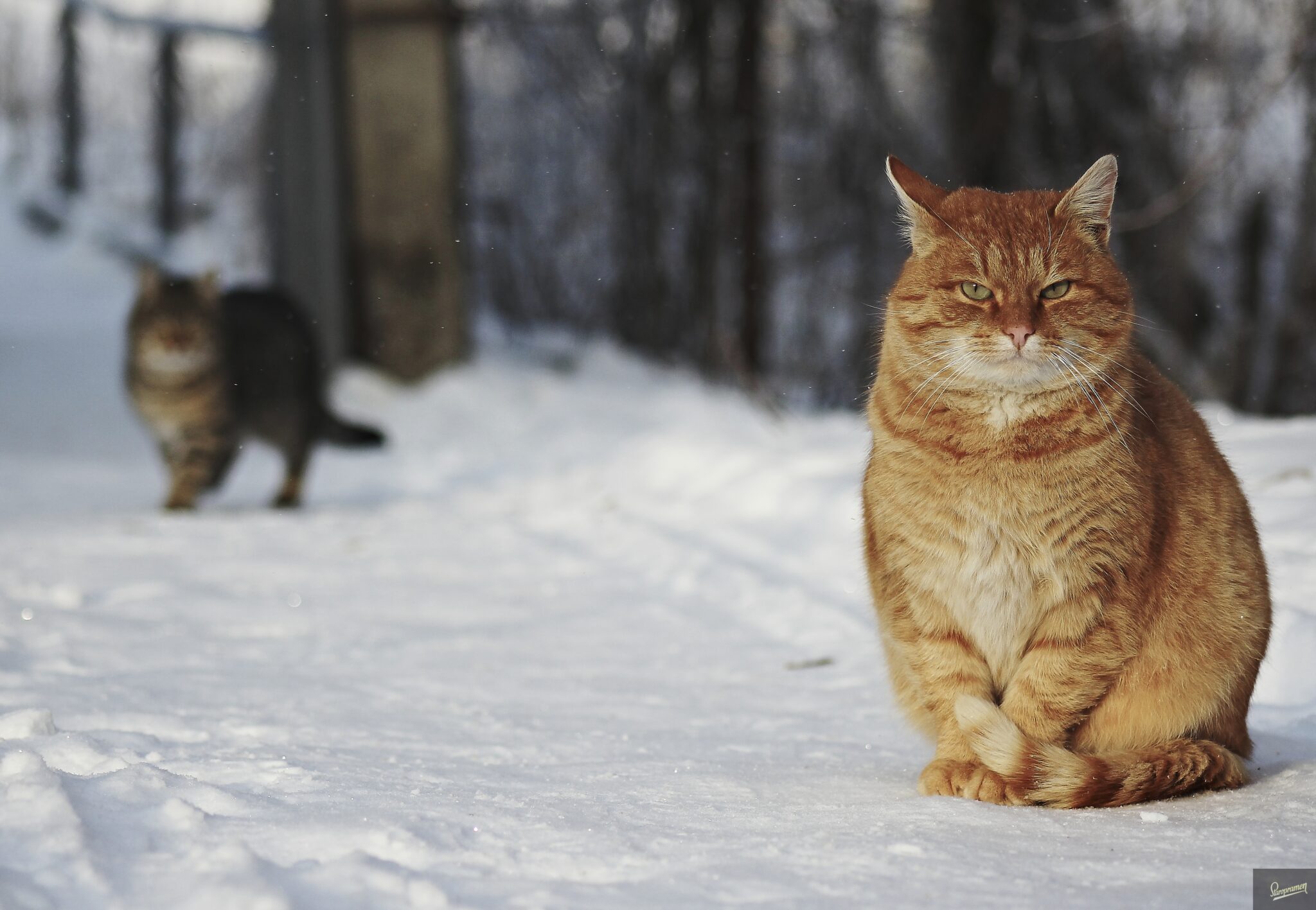 Chunky orange cat sitting in the snow in the foreground and a brown tabby cat blurred in the background.