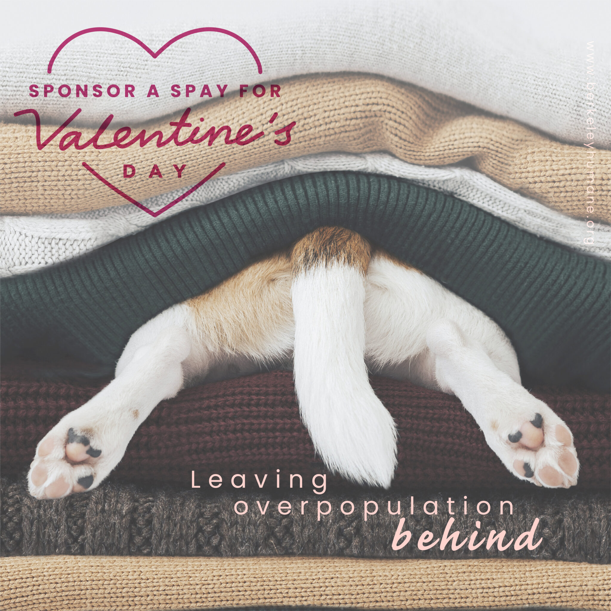 New “Sponsor a Spay for Valentine's Day” Campaign : Berkeley Humane New “Sponsor a Spay for Valentine's Day” Campaign : Berkeley Humane