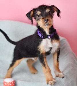 Keone, a puppy from Hawaii, underwent surgery at Berkeley Humane before being adopted