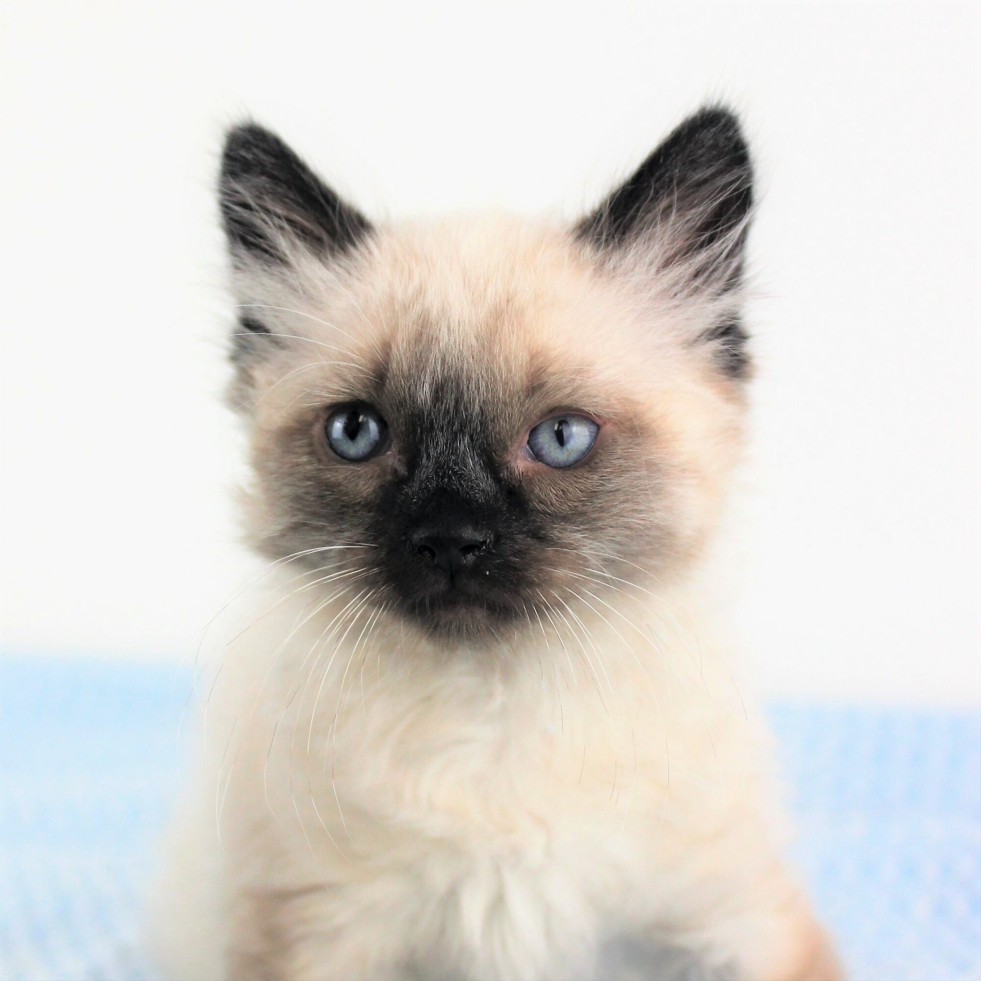 Marshmallow Berkeley Humane