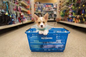 Small corgi puppy sitting in a PetSmart shopping basket inside the pet supply aisle