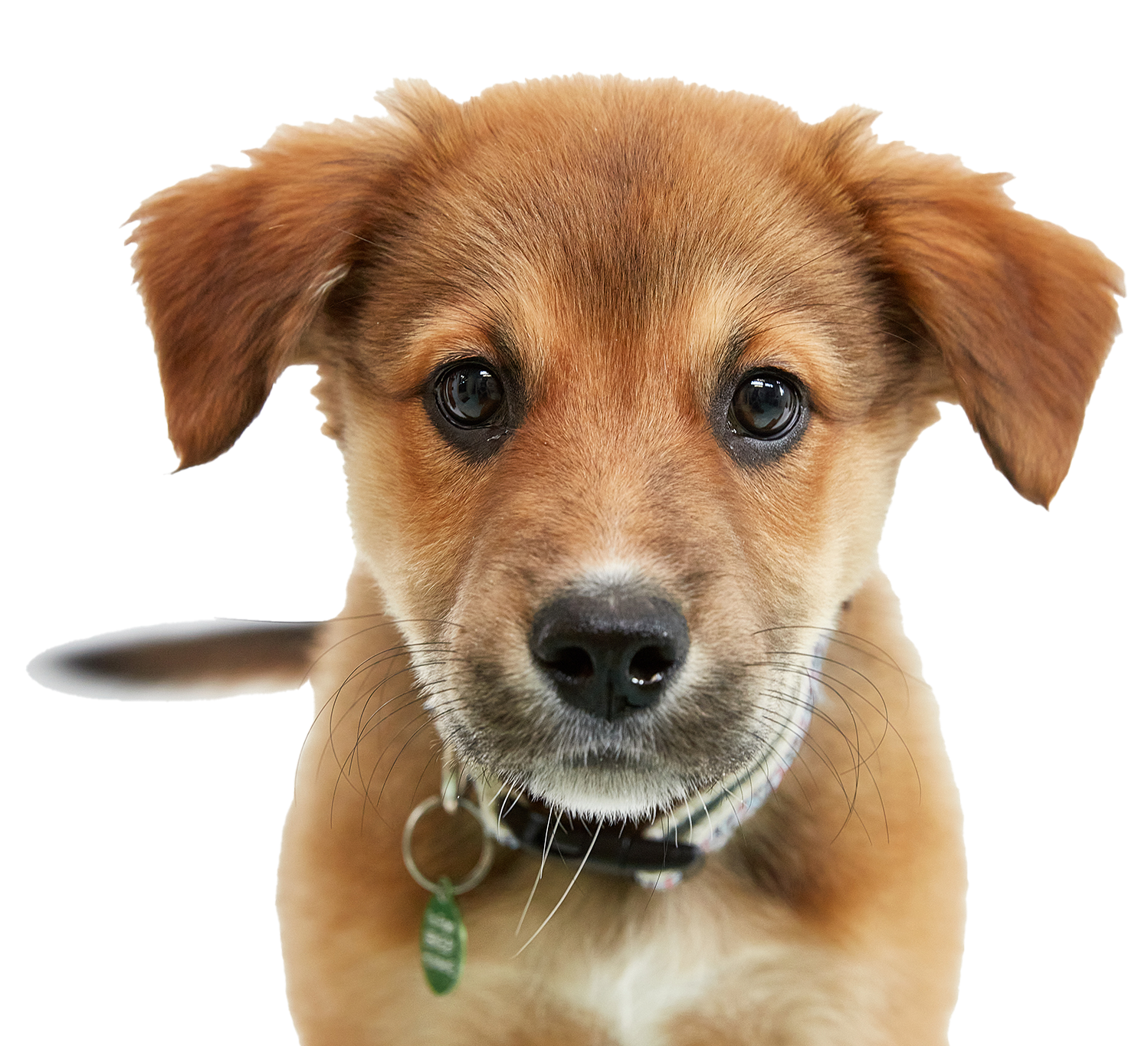 Volunteer : Berkeley Humane