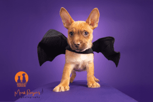 Small tan puppy wearing bat wings costume on a purple background, photographed for Berkeley Humane’s aPAWcalypse Halloween pet adoption event.