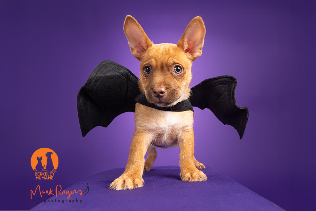 Small tan puppy wearing bat wings costume on a purple background, photographed for Berkeley Humane’s aPAWcalypse Halloween pet adoption event.