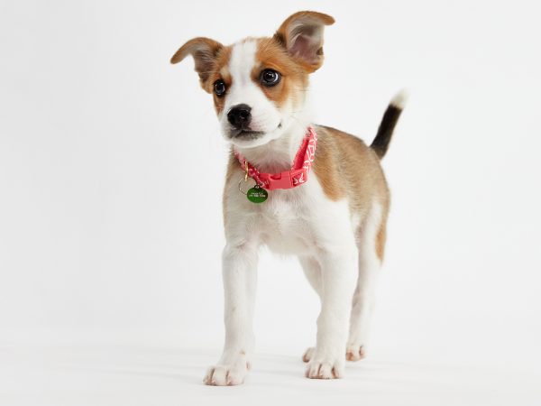 03_08_BH_Akahi and Alani_0140