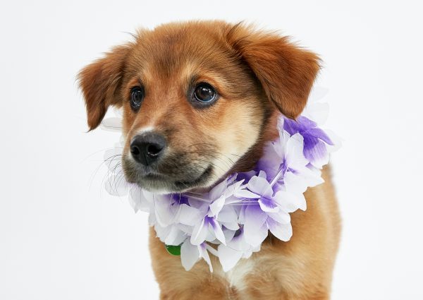 03_08_BH_Akahi and Alani_0324