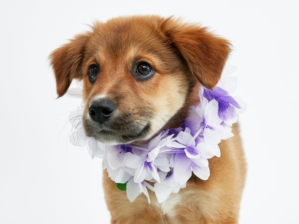 03_08_BH_Akahi and Alani_0324