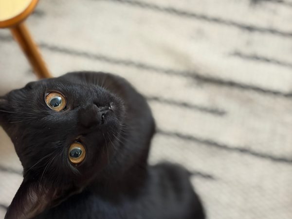 11576abaadea4b5ab4a032915ec6e5f2