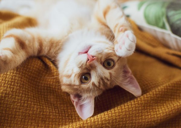 orange tabby kitten laying on back with paws in the air