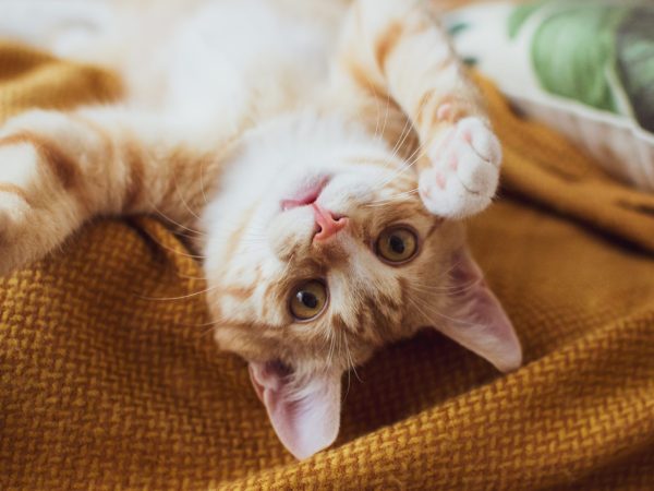 orange tabby kitten laying on back with paws in the air