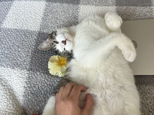 148440e03e0d4e6185bf08e9d5826635