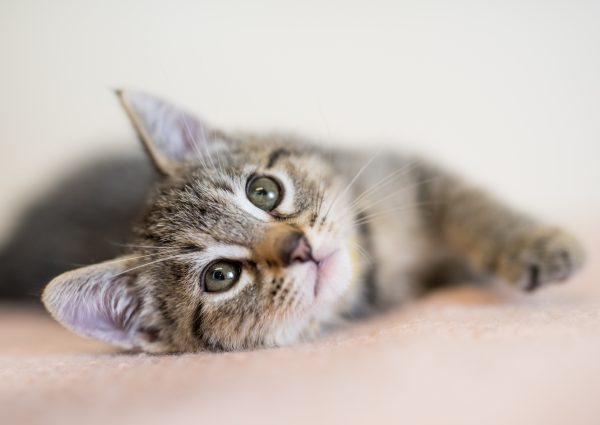 adorable gray tabby kitten laying on side