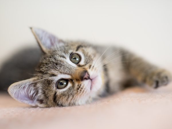 adorable gray tabby kitten laying on side