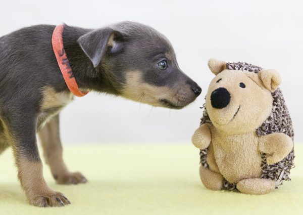 brown and tan puppy sniffing a hedgehog toy