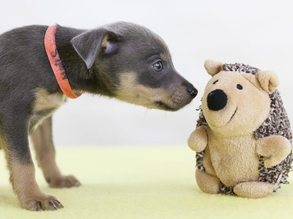 brown and tan puppy sniffing a hedgehog toy