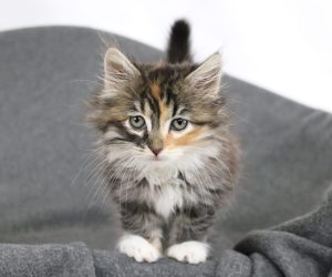 image of fluffy gray kitten with orange facial markings and white mittens on a gray blanket
