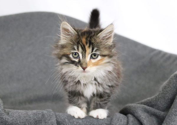 image of fluffy gray kitten with orange facial markings and white mittens on a gray blanket