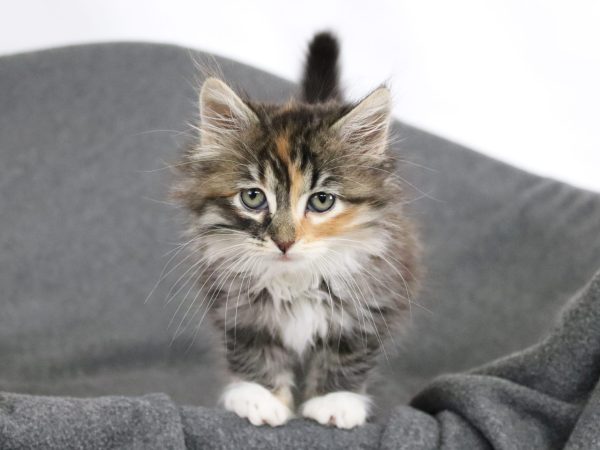 image of fluffy gray kitten with orange facial markings and white mittens on a gray blanket