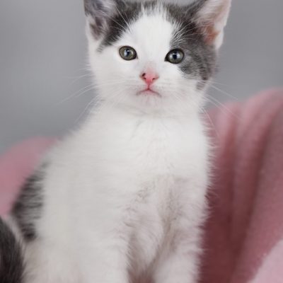2022-11-15 Dottie Spotty 1 smaller