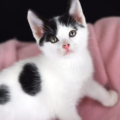 2022-11-15 Dottie Spotty 3 smaller