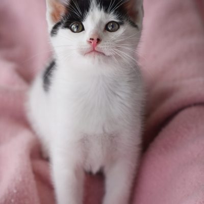 2022-11-15 Dottie Spotty 4 smaller