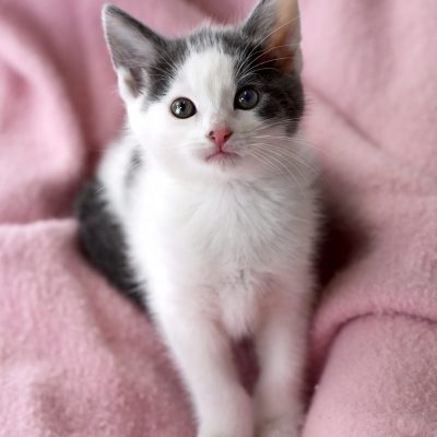 2022-11-15 Dottie Spotty 8 smaller