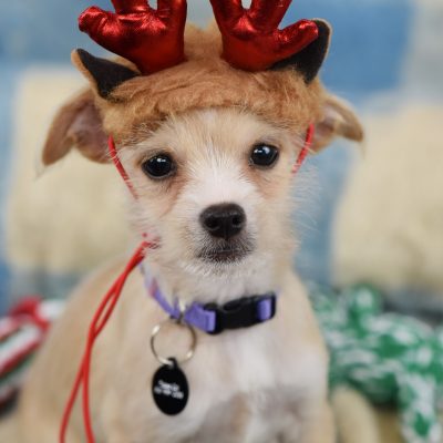 2022-12-7 Prancer 4