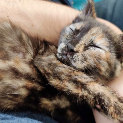 2022-5-29 Kitty1