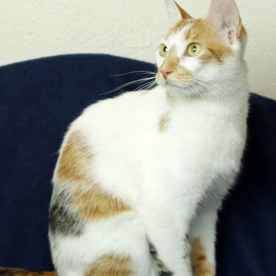 2022-6-12 Peanut2