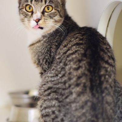 2023-02-07 Amber 5 BLEP