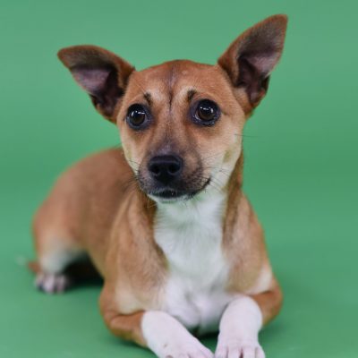 2023-03-21 Tinkerbell 1