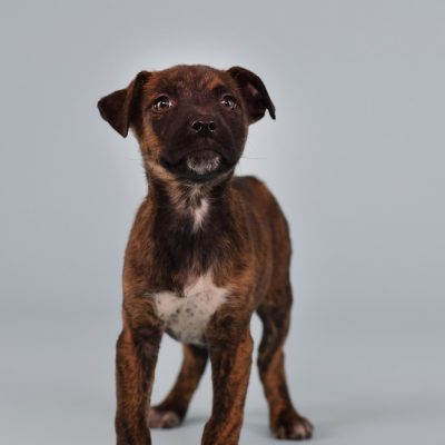 2023-04-18 Brownie 1